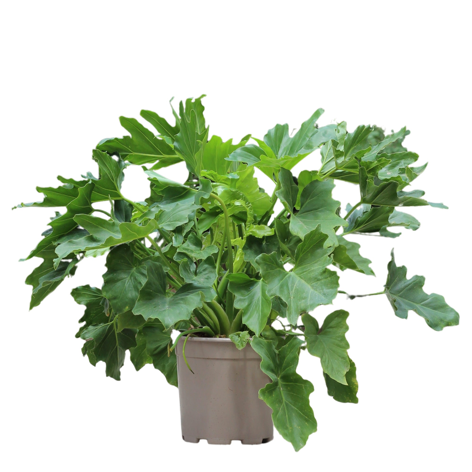 Philodendron Selloum em vaso, planta natural com folhas largas e esculturais para decoração de ambientes.